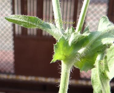  Stem and Leaves setose